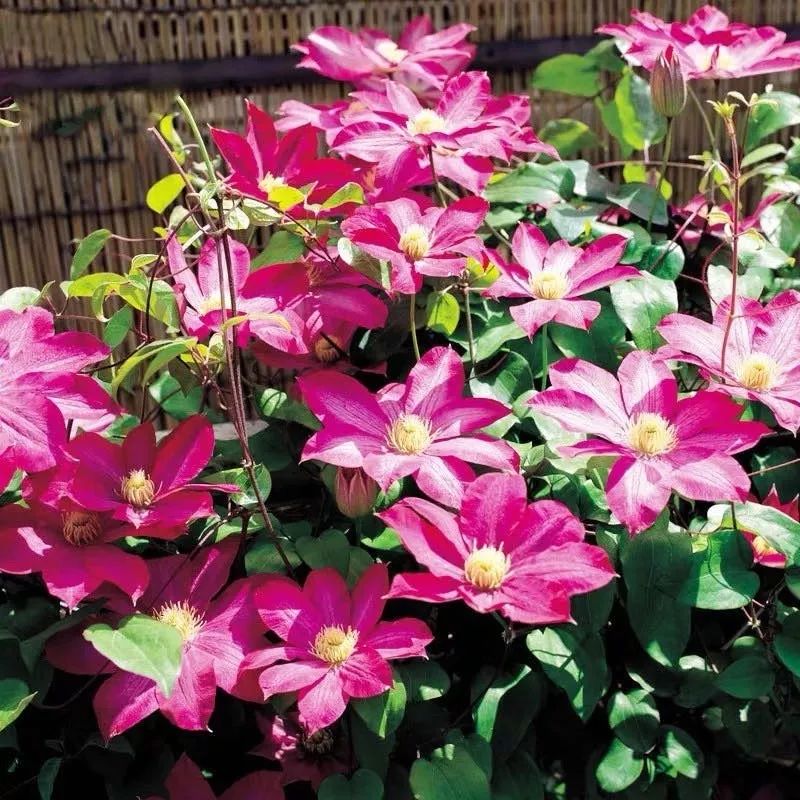 这六种花寓意吉祥好养易活,公认最吉利的4种花