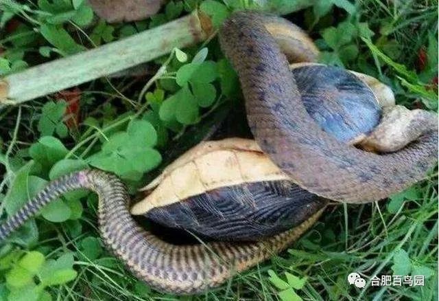 科普动物知识类短视频,龟鳖科普