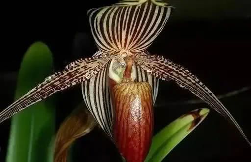 世界上十大鲜花排名图片,世界十大漂亮名贵花卉
