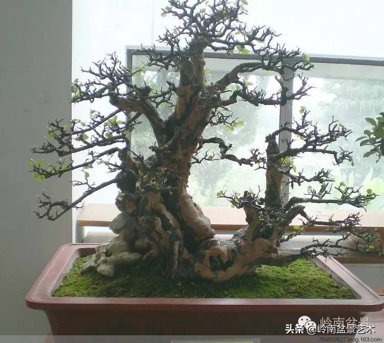 雀梅有盆景七贤之一的美称,盆景七贤之一雀梅图集