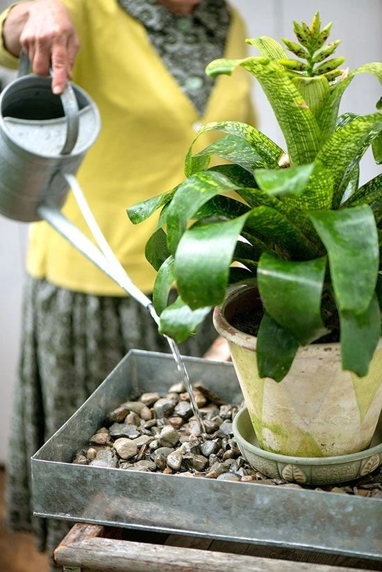 室内增加空气湿度的最佳植物,增加室内湿度最有效的方法