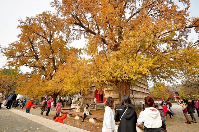 国家地理100个最美景观摄影点,全国银杏观赏地图