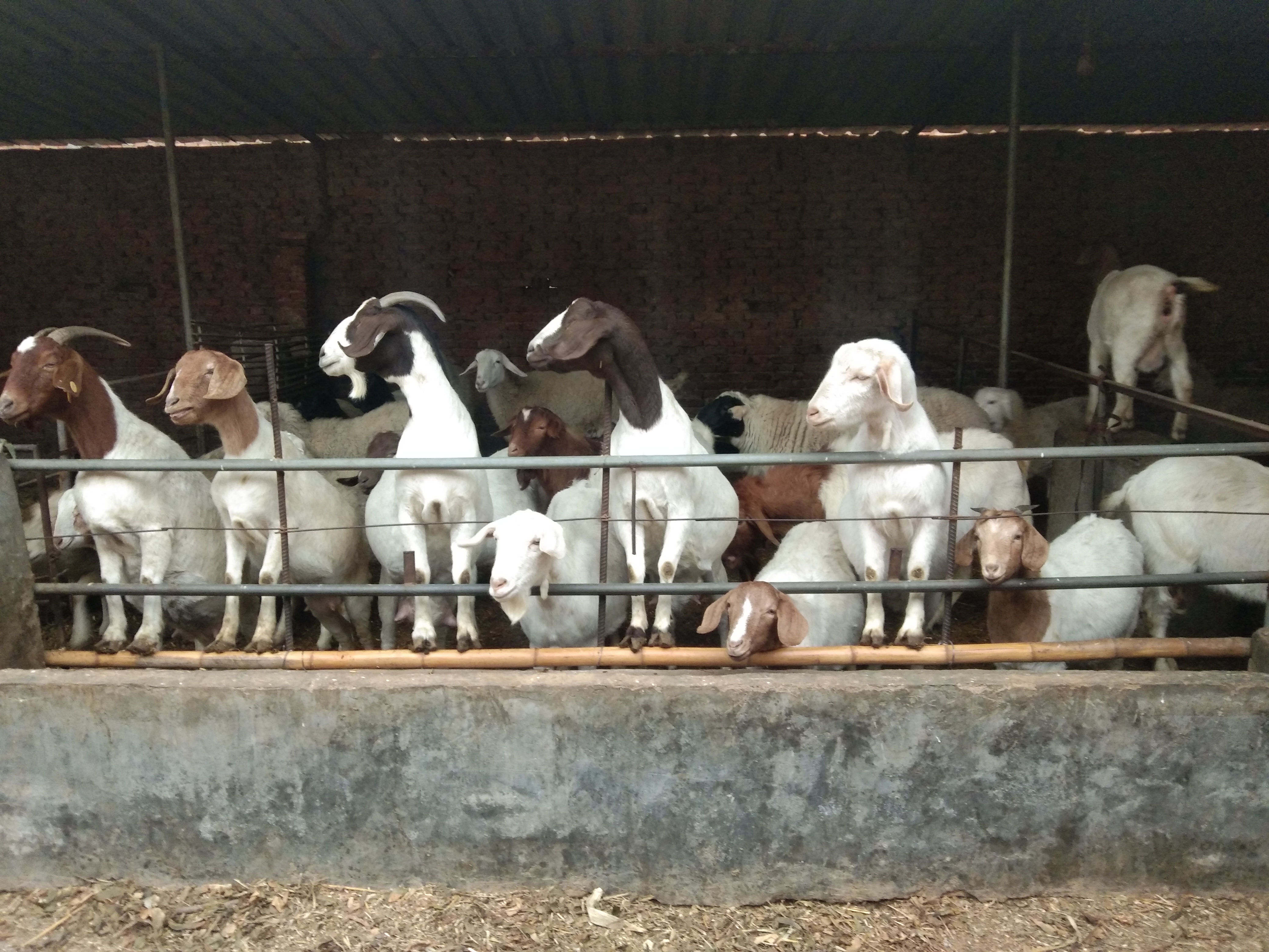 养羊人都要做的事,养羊人的最好方法