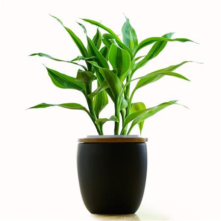 家里富贵竹叶子黄了怎么办,新买的富贵竹水养叶子黄了怎么办