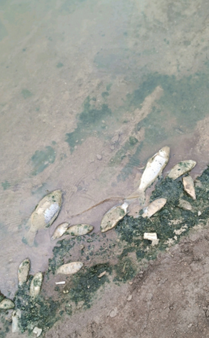 天气太冷好多鱼都冻死了,天太冷鱼被冻在河面