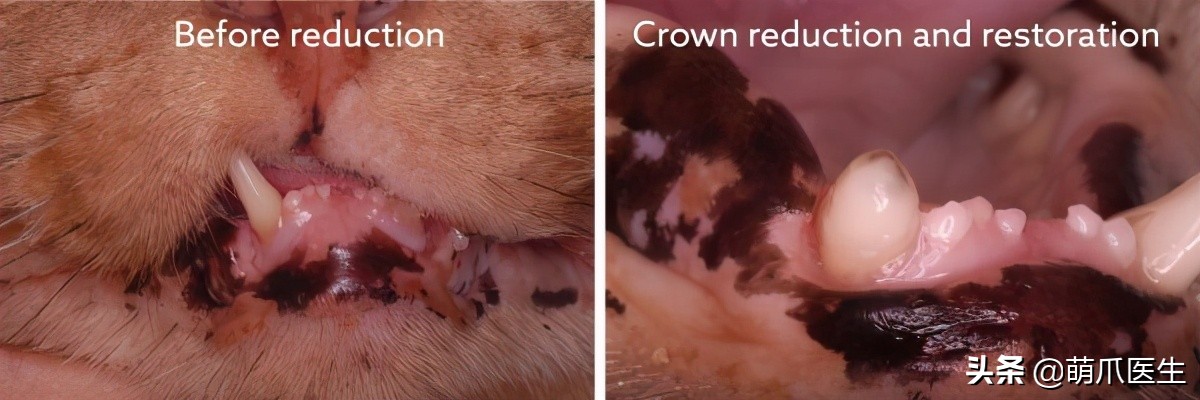 当一只猫有了脸,当一只猫长成了狗的样子