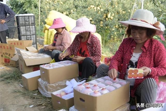 包苹果的女人，文/边丽萍