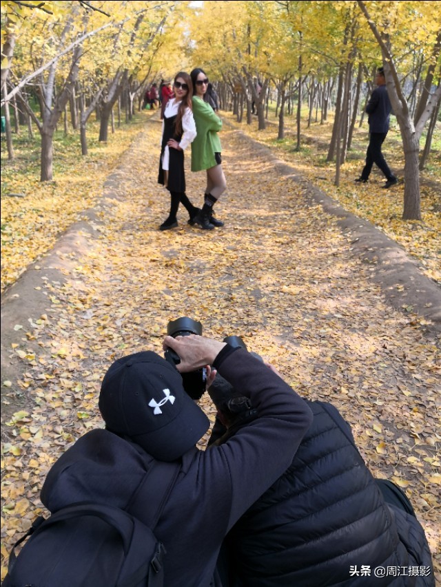 卖不掉的银杏树苗，如今成了乡村旅游热点