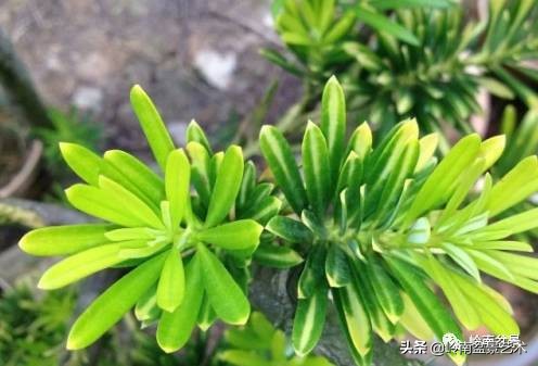 旺财罗汉松,罗汉松招财还是挡煞