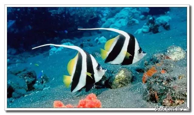 海水鱼饲养水质参数,海水鱼的饲养知识