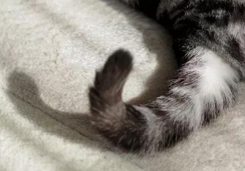 猫咪长猫癣是什么原因引起的,猫咪皮肤病黑色斑块