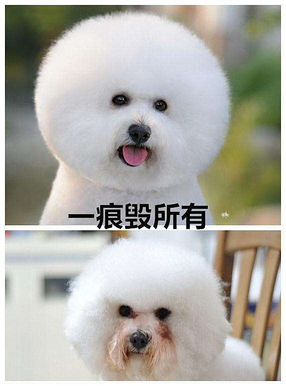 狗狗去泪痕的产品真的有用吗,去狗狗泪痕哪款好用