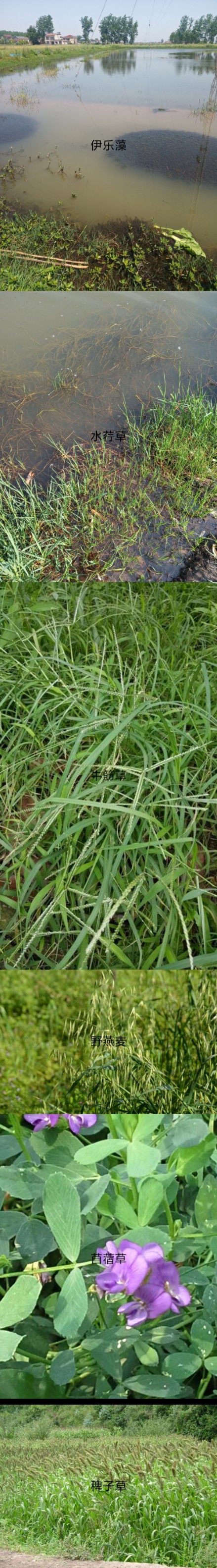 现在草鱼批发多少钱一斤,草鱼现批发价格