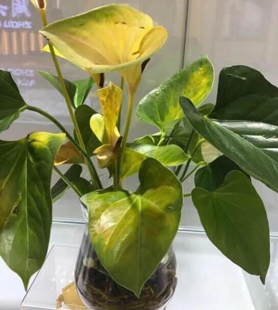 土培红掌叶子发黄快速补救方法,红掌水培叶子发黄烂怎么补救