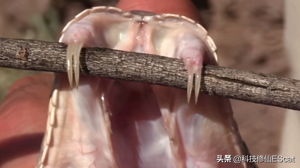 蟒蛇吃人国家赔钱吗,蟒蛇被抓为何会吐食物