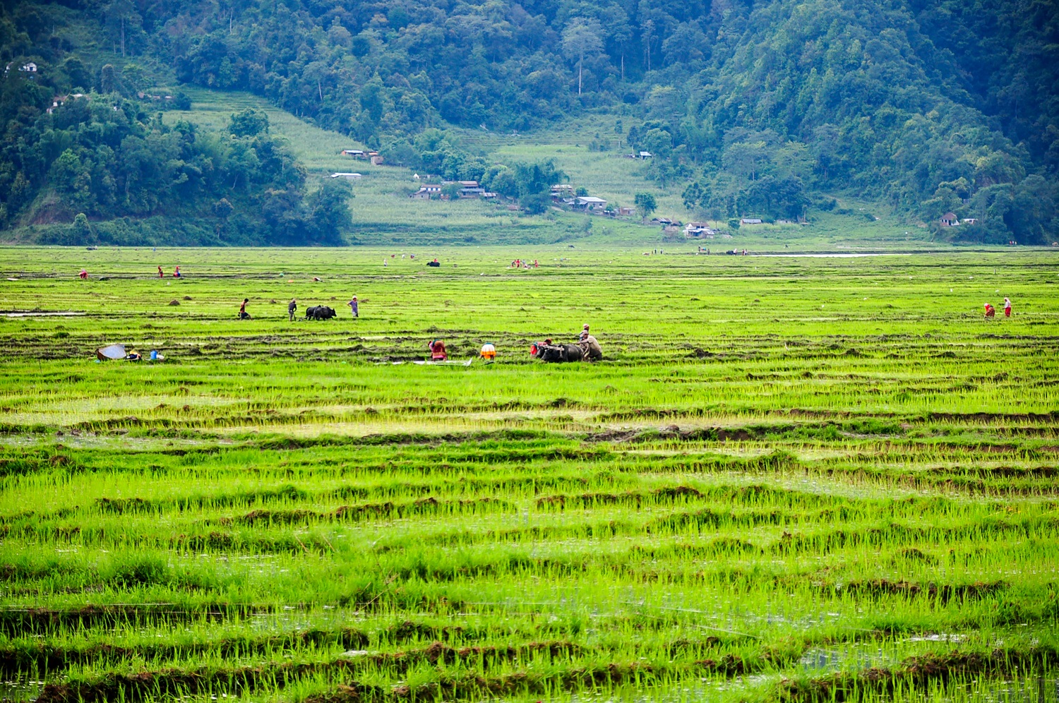 吹面不寒杨柳风中的寒指的是什么,吹面不寒杨柳风的杨柳风是什么