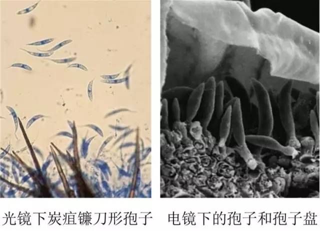 草莓炭疽病怎么治比较好?,草莓炭疽病根腐病治疗组合药剂