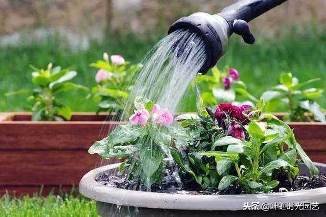 花卉肥害伤根怎么补救,花卉肥害用什么药