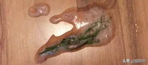 猫咪不吃肉肉怎么办,猫咪不吃鱼吃草怎么办