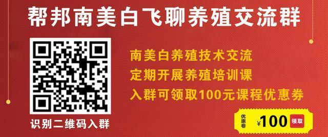 对虾白斑病对罗氏沼虾有影响吗,对虾白斑病来袭养殖户该如何预防