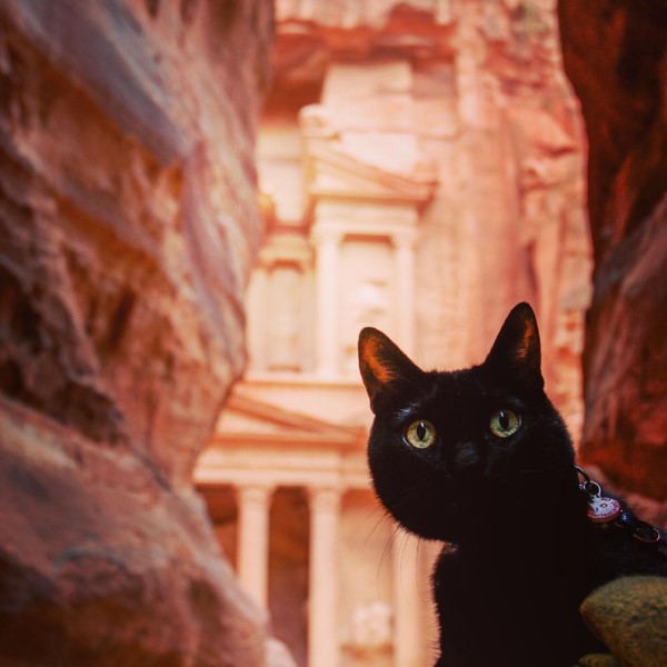 中华田园猫黑猫绿眼,中国田园猫咪黑猫