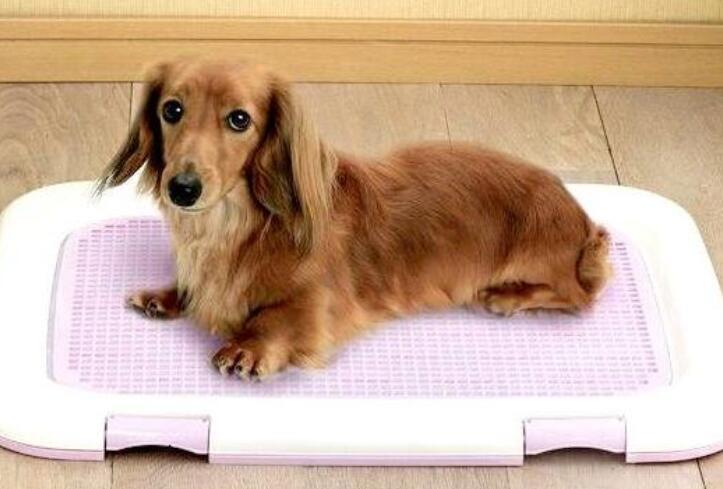 狗狗为什么放出笼子就乱拉乱尿,狗狗已经学会上厕所了突然又乱尿