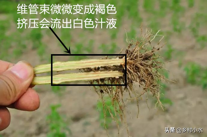 辣椒为什么会有青枯病,治疗辣椒青枯病的最好药方