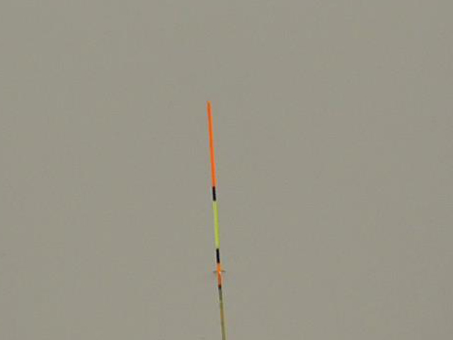 黑坑钓罗非鱼攻略技巧值得一看,黑坑钓罗非没口怎么应对