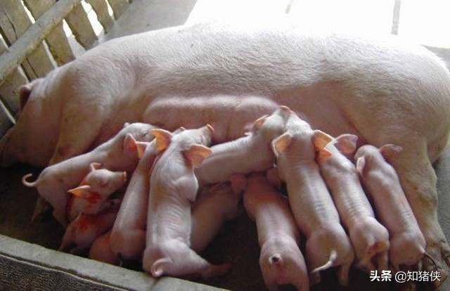 养猪用抗生素,养猪巧用中草药