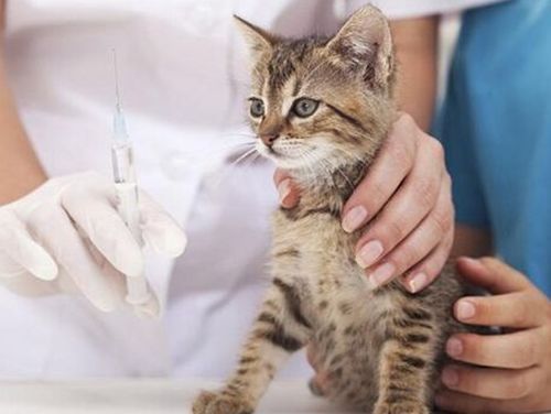猫三联预防流程,猫三联关注事项和免疫流程