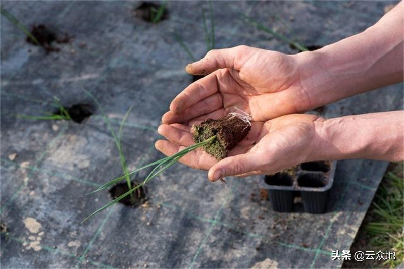 韭菜种植标准化技术,韭菜分株繁殖
