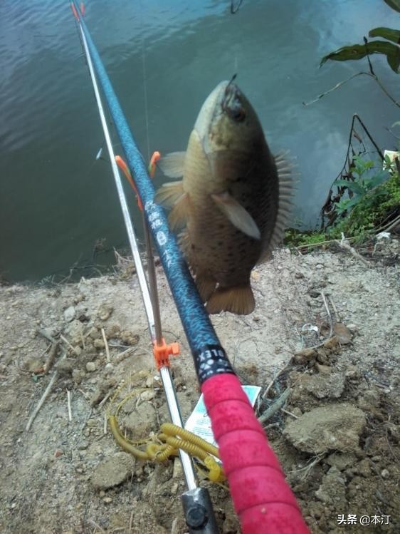 鏅編娓斿叿,鏅編楸艰偉