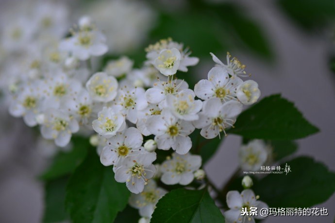 整个冬天都挂着的小红果，迷你山楂“冬果王”｜植物笔记