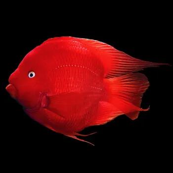 买回来的鱼应该怎么养,刚买回来的鱼怎么养才能活着