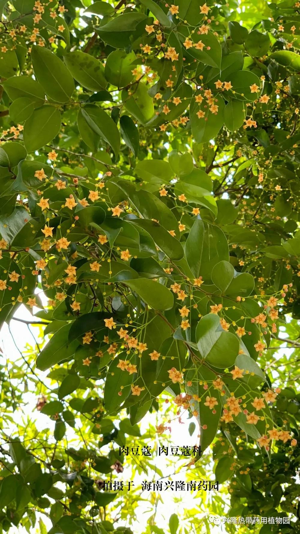 南药科普视频,南药科普