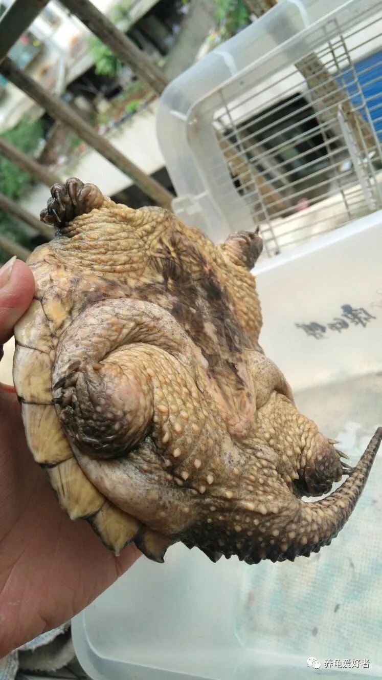 龟水肿但态势特别不好,龟浮肿和水质有关系吗