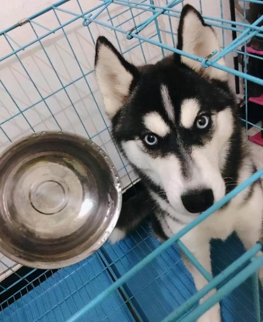 哈士奇挑食不吃饭瘦了好多,哈士奇挑食不给零食