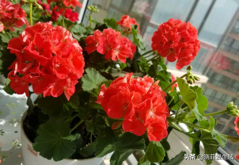 哪20种花有毒,十种花有毒不宜在家养