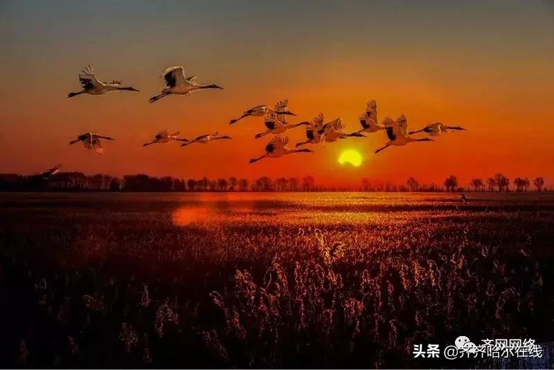 牛哄哄的齐齐哈尔人，如何定义家乡，我们自己说了算