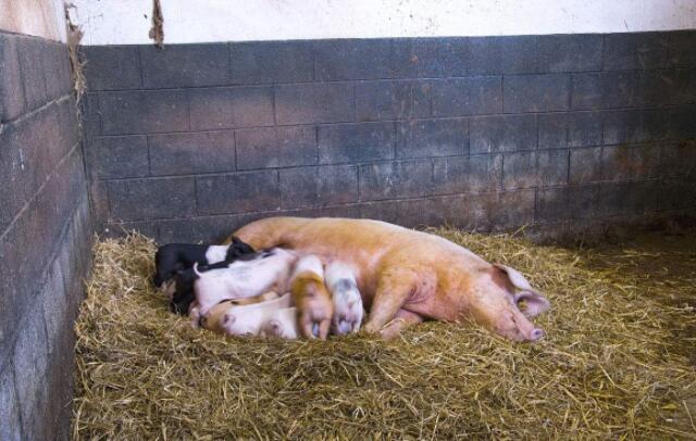 母猪妊娠期喂多少料,母猪妊娠期喂哺乳料可以吗