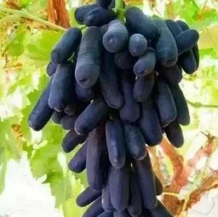 水果界新晋“网红”大盘点，2019年水果圈不为人知的赚钱新商机