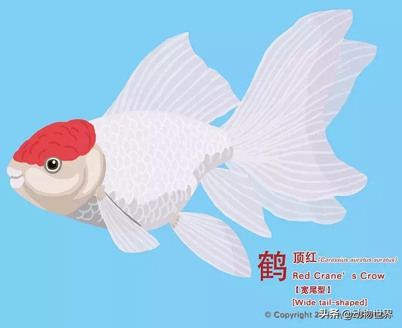 金鱼大体型的品种,金鱼品种介绍之龙睛高头