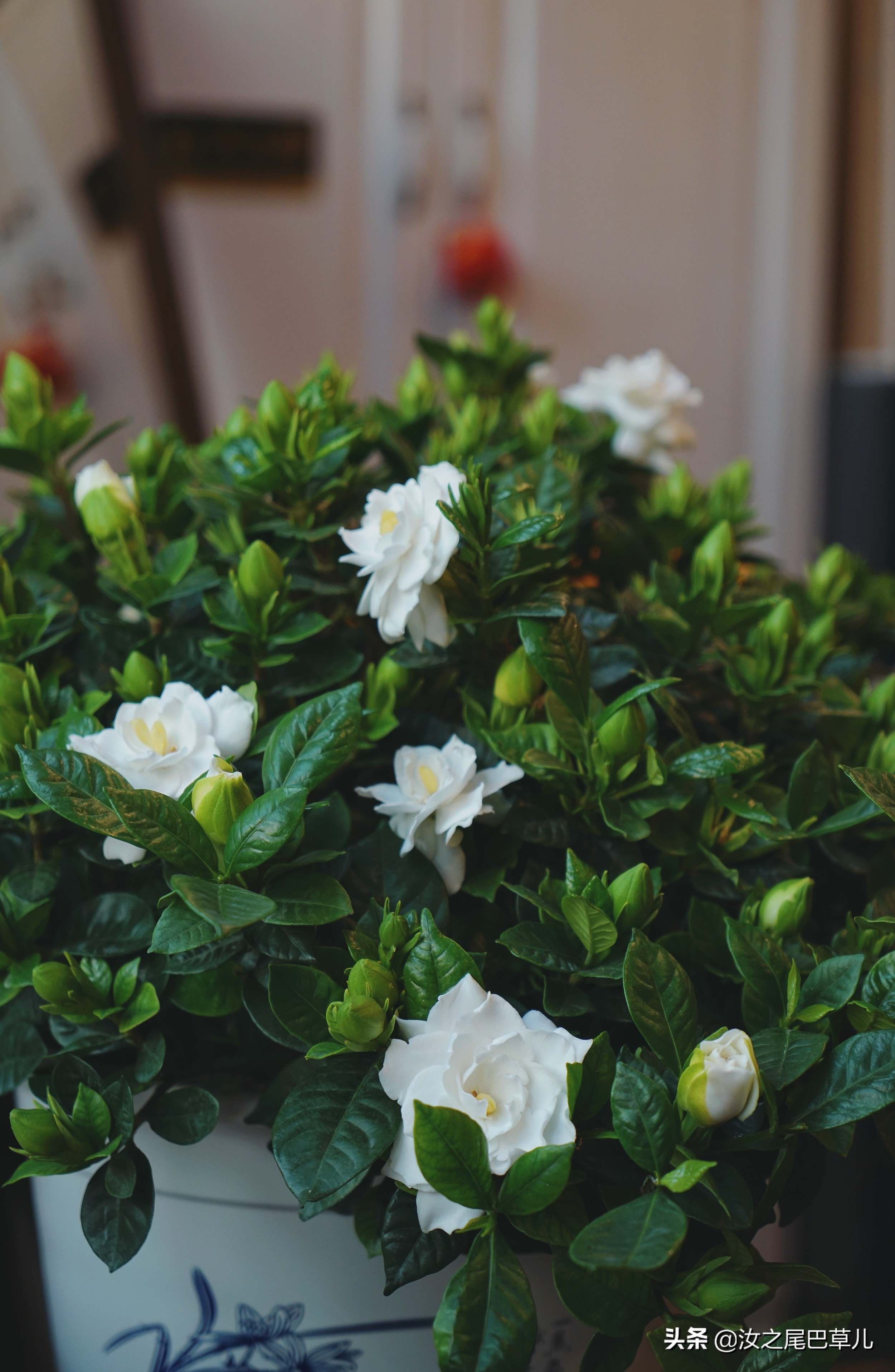 栀子花生了好多小黑虫怎么治,栀子花朵里面有小黑虫