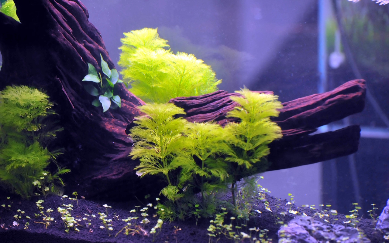 鱼缸水草腐烂的原因,鱼缸水草腐烂变少是什么原因