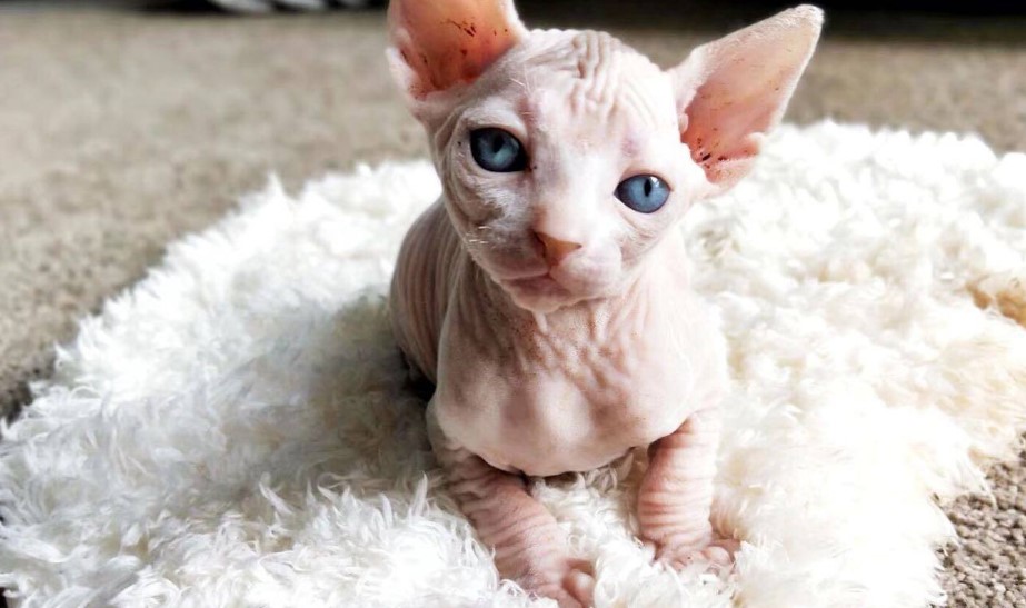 金渐层猫适合家养吗,孟加拉猫适合家养吗