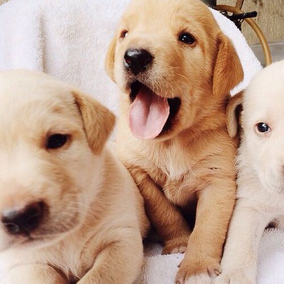 春节期间怎样养好狗狗,如何养好狗狗和主人的关系