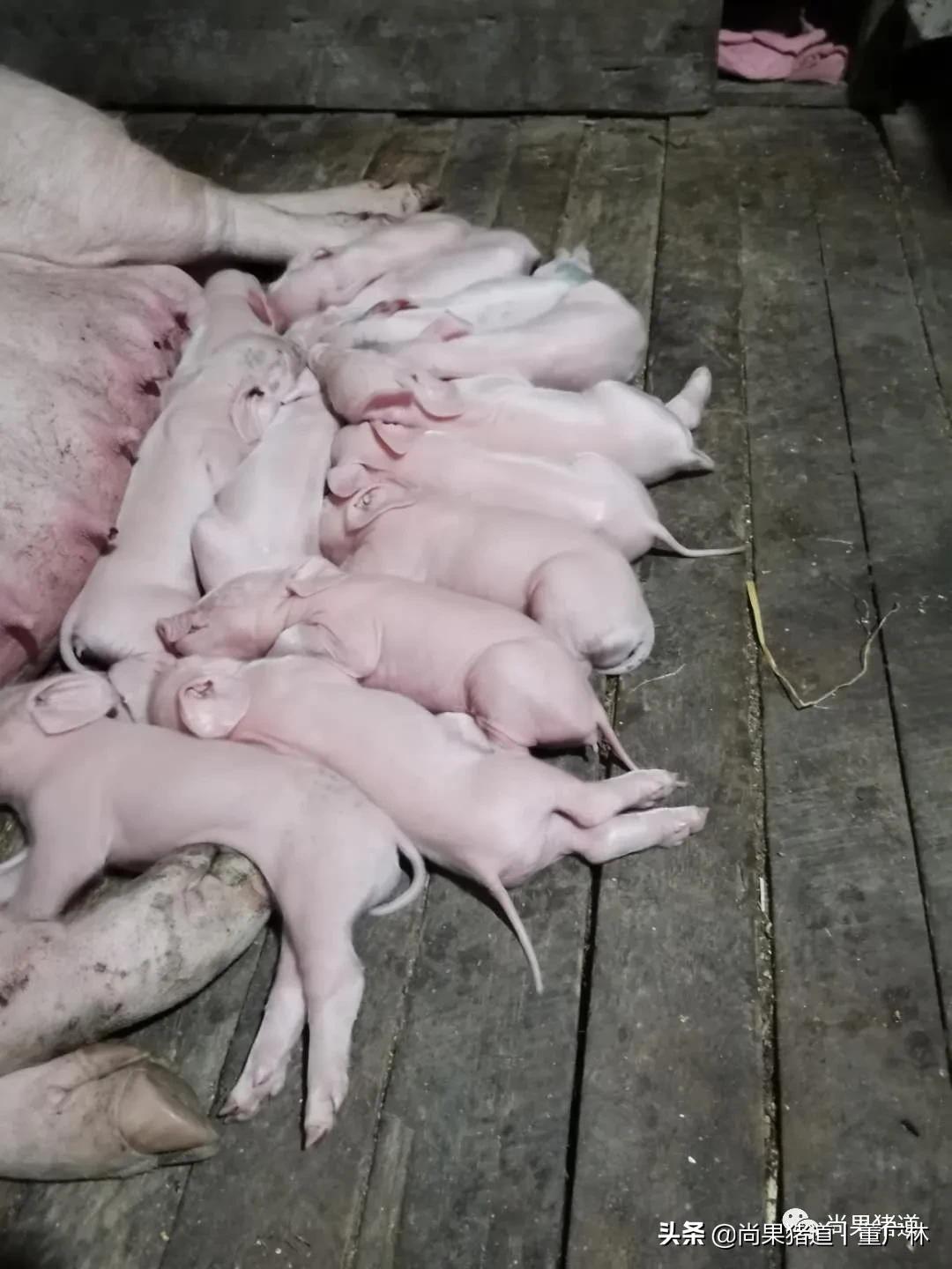 针对初产母猪问题频发的几点经验分享
