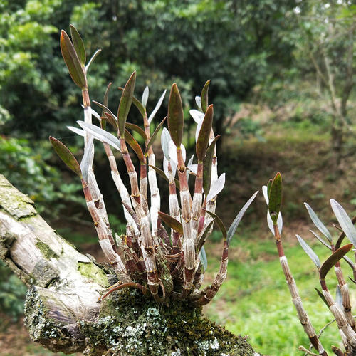 铁皮石斛怎么种植方法如下,铁皮石斛怎么种植有教程吗