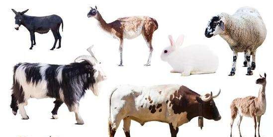 论抗衰老和冻龄能力，瑜伽倒立NO.1,教你零基础也能驾驭倒立