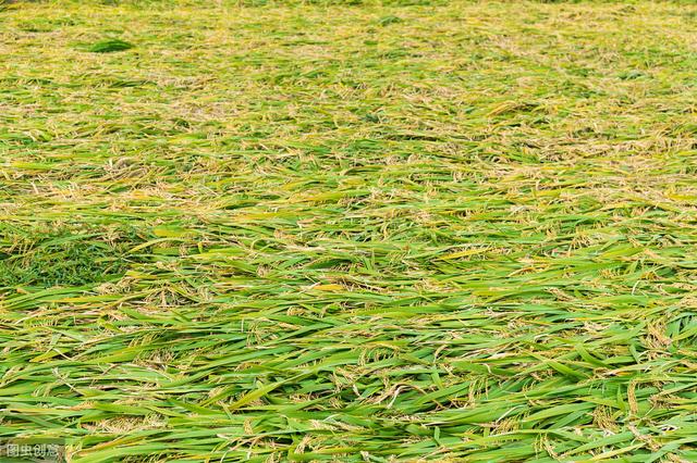 杂交水稻如何撒种,杂交水稻的种植技巧